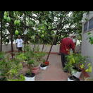 Auch Umas Eltern haben einen (Kräuter-)Dachgarten, der von einem Mangobaum überspannt wird